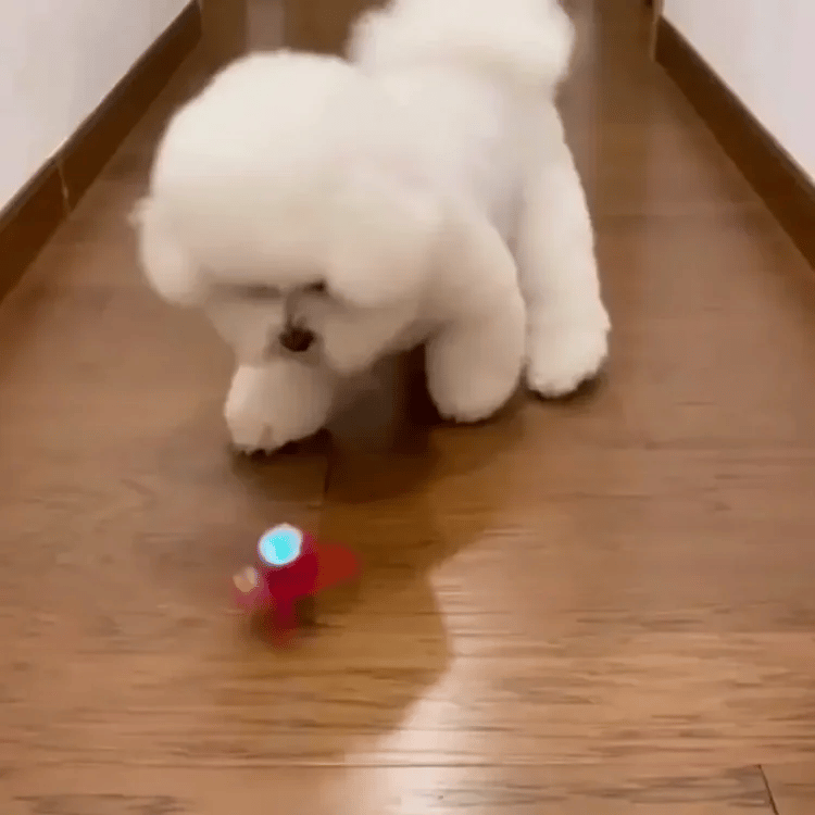 🪀ChaseBall® – Juguete interactivo para perros y gatos