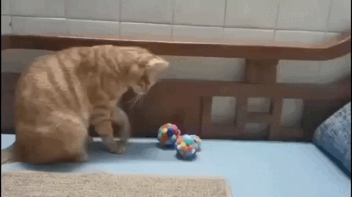 🔔 BellBalls® – Pack de 3 Bolas Interactivas