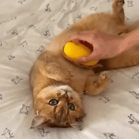 ✨SteamBrush™ – Cepillo vaporizador para perros y gatos