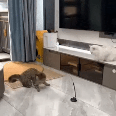 🐾 FunStick Pro® – Juguete interactivo con ventosa para gatos