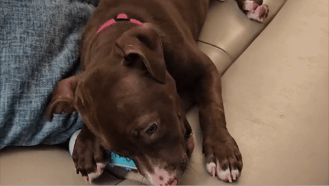 🦷 DentiCool™ – Cuidado dental y bienestar diario para tu perro