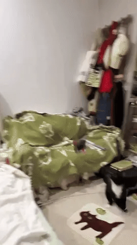 BirdieFly juguete interactivo para gatos